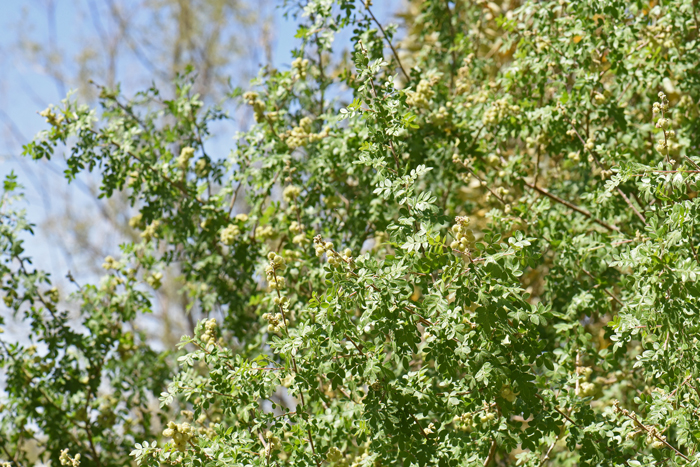 Littleleaf Sumac has dull green leaves, some leathery and some shiny, leaves are deciduous about 1 ½ inches long, and pinnately-compound with 5 to 9 leaflets. Rhus microphylla 